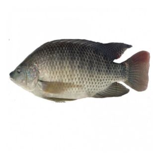 Tilapia fish