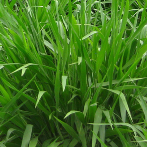 Bracharia-Mulato-seeds
