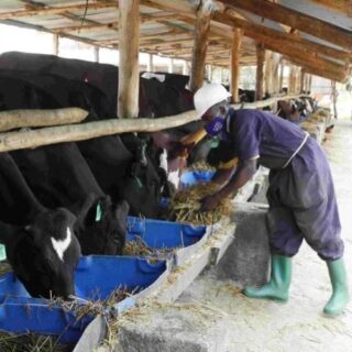 Consultations on feedlot