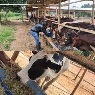 Consultations on Cattle management