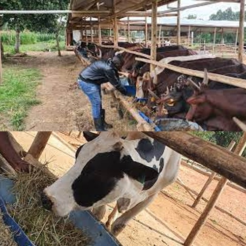 Consultations on Cattle management