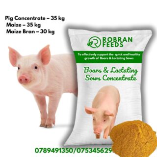 Robran boars and lactating sows concentrate
